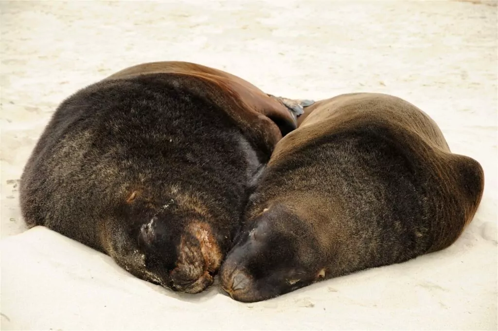 anjing laut bulu? Tidak ada perkara seperti itu! 6 Dua ekor singa laut Hooker, semenanjung Otago