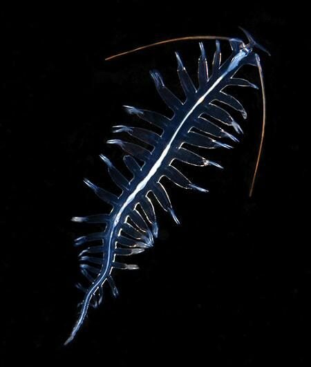 A pelagic bristleworm (Tomopteris helgolandica)