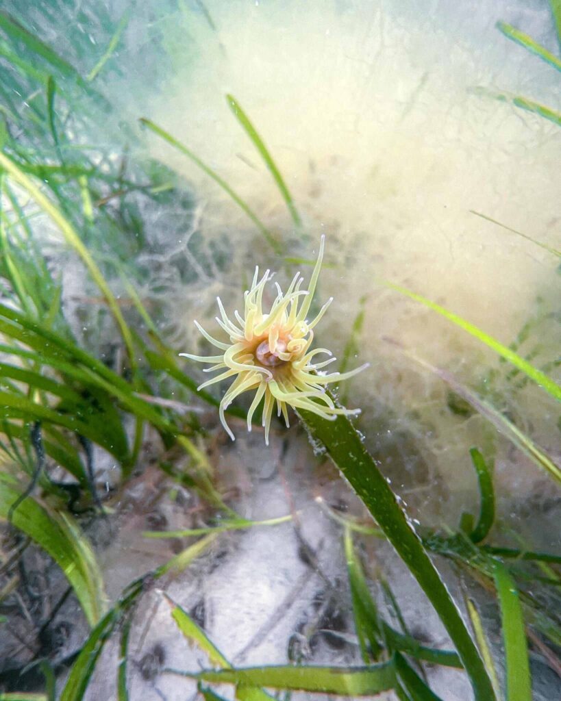 I subacquei sono invitati allo spettacolo Beneath The Waves di Glasgow 3 Anemone di mare (Christina Riley)