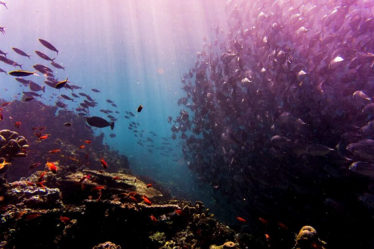 Diver diving at Sipadan (Jimmy Chen)