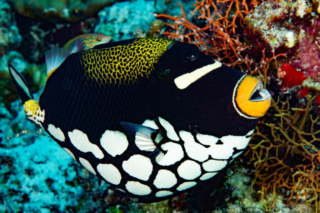 Почему мне никогда не надоедают Мальдивы 23 Triggerfish