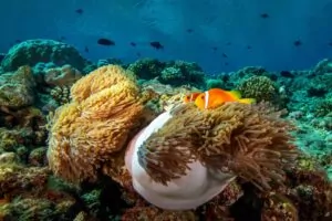 Anemonefish na grebenu Maldivov