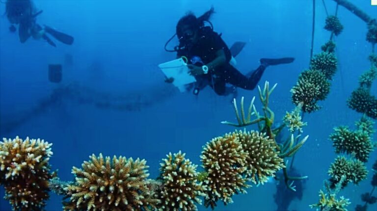 A coral ‘rope’ nursery in the Maldives (Luca Saponari / University of Milan, CC BY-ND)