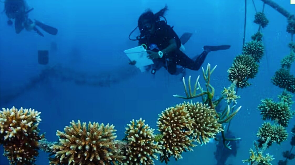 Reality check: coral restoration won’t save the world’s reefs