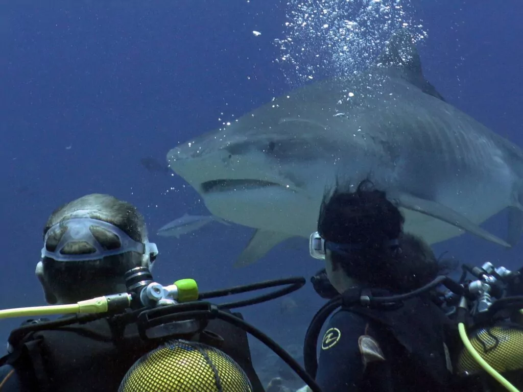 Trigger points and 'self-defence’ shark-bites 6 Divers with a tiger shark (Steve Weinman)