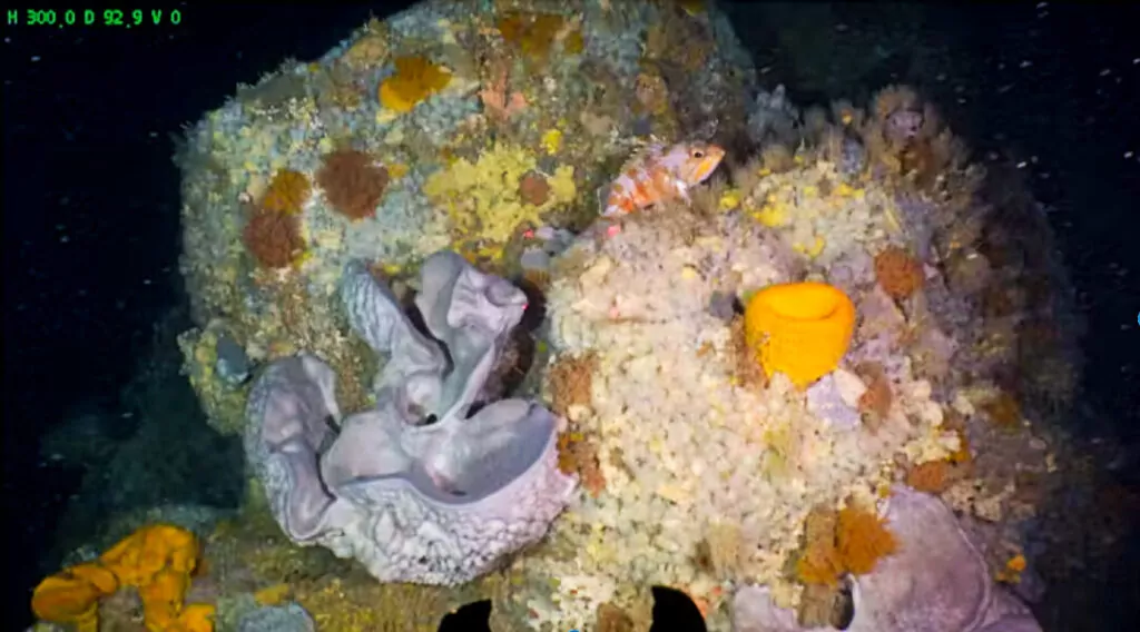 Biodiverse hotspots: NZ reefs in the mesophotic zone