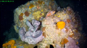 mesophotic reef (James Bell, CC BY-SA)