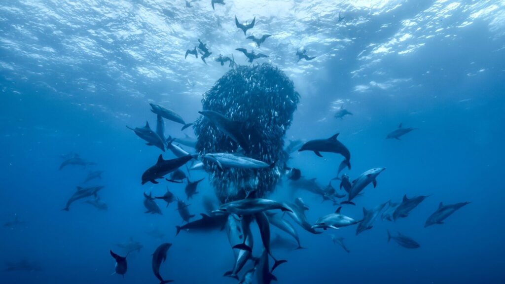 Il duro film di Attenborough condanna la pesca a strascico nell'AMP 1 Ocean con David Attenborough baitball (Doug Anderson ยฉSilverback Films & Open Planet Studios)