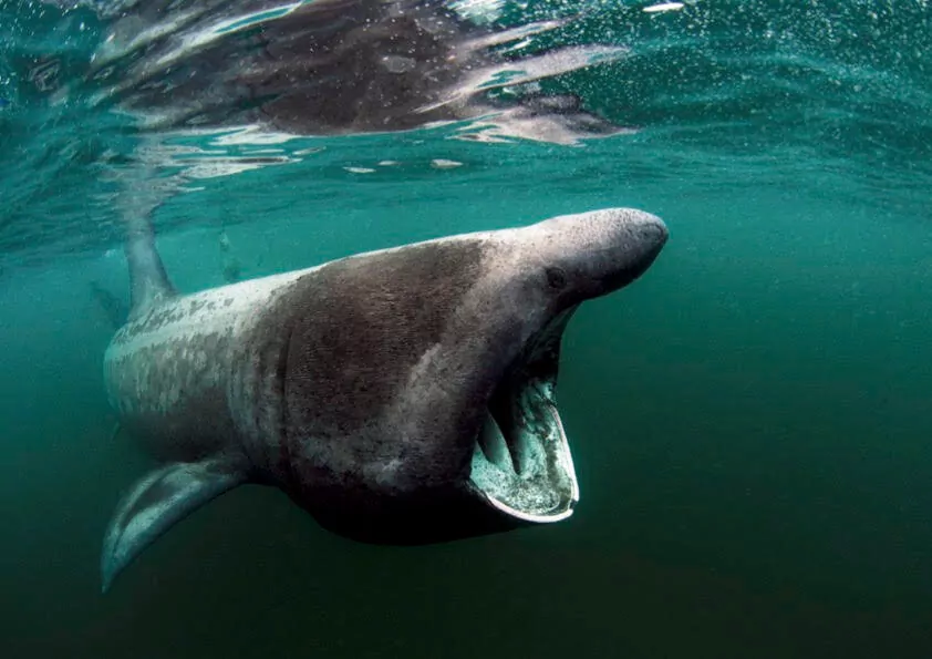 I subacquei sono invitati allo spettacolo Beneath The Waves di Glasgow 2 Squalo elefante (Lawson Wood)