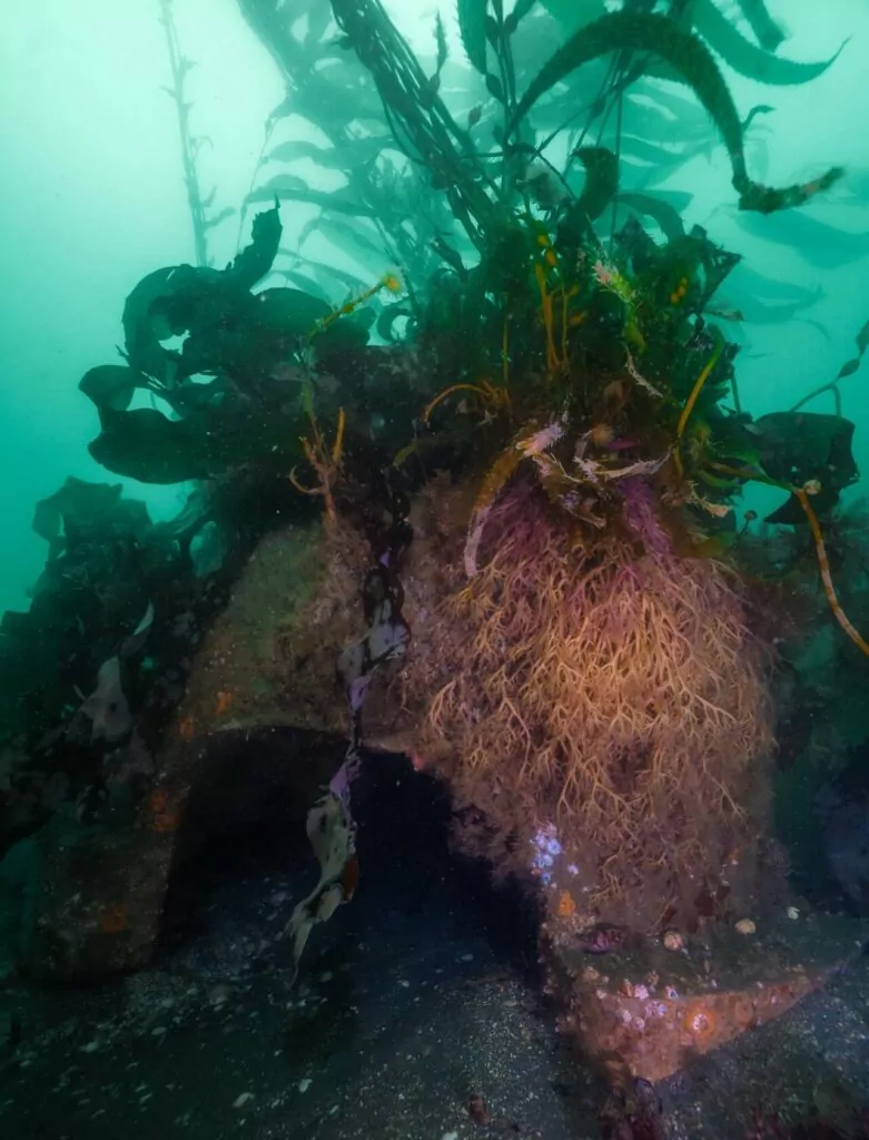 Dykarens löfte: Hur går det, 1 miljon dollar senare? Kelp tar av (FRP)