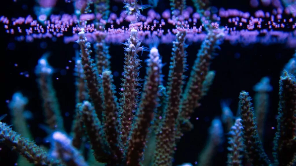 Le immagini di Canon supportano il laboratorio 1 di allevamento dei coralli delle Seychelles Canon 5DMKIII 100mm macro, f/4.5, 1/30, ISO 400 (Canon / Coral Spawning Lab)