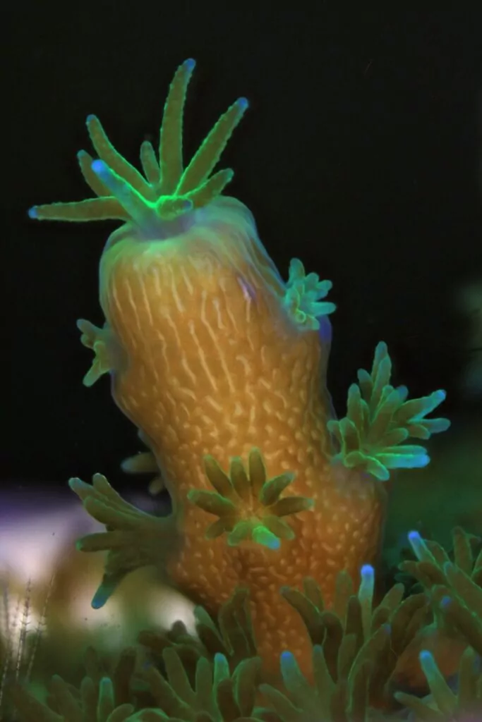 Le immagini di Canon supportano il laboratorio 3 di allevamento dei coralli delle Seychelles Canon 5DMKIII MPE65mm @x5 6 serie di immagini a f/8.0, 1/100, ISO 2500 (Canon / Coral Spawning Lab)