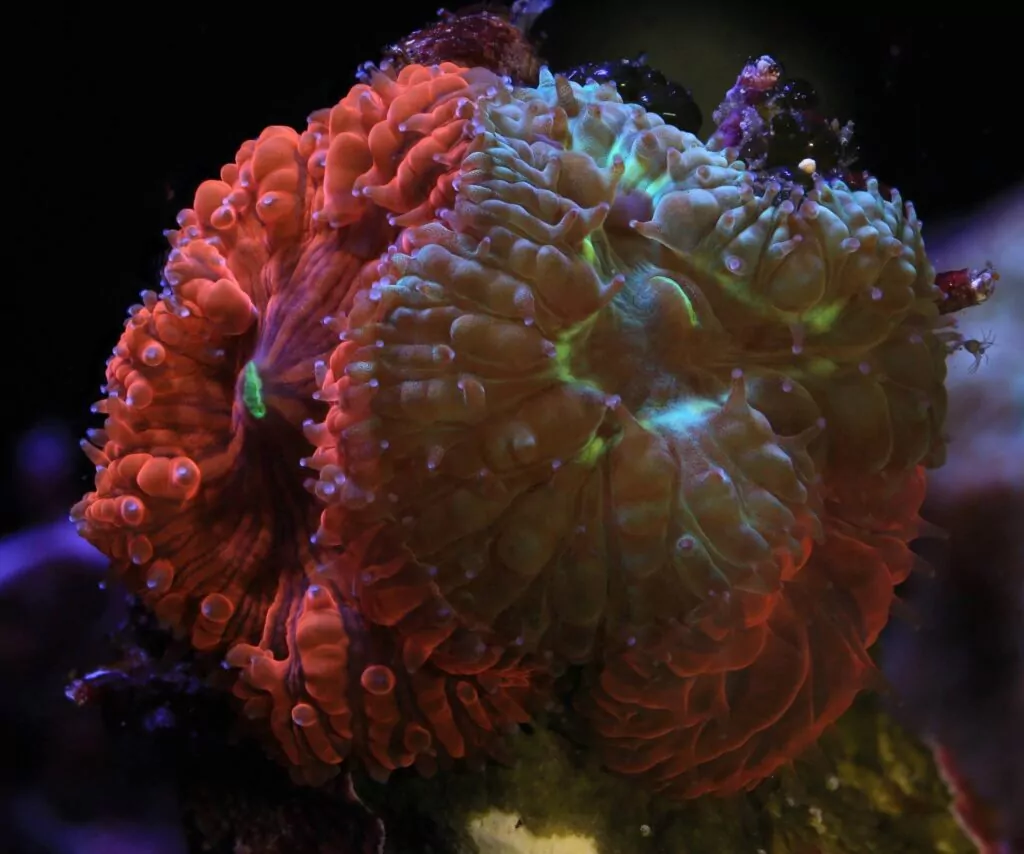 Le immagini di Canon supportano il laboratorio 4 di allevamento dei coralli delle Seychelles Canon 5DMKIII 100mm macro, f/11, 1/60, ISO 800 (Canon / Coral Spawning Lab)