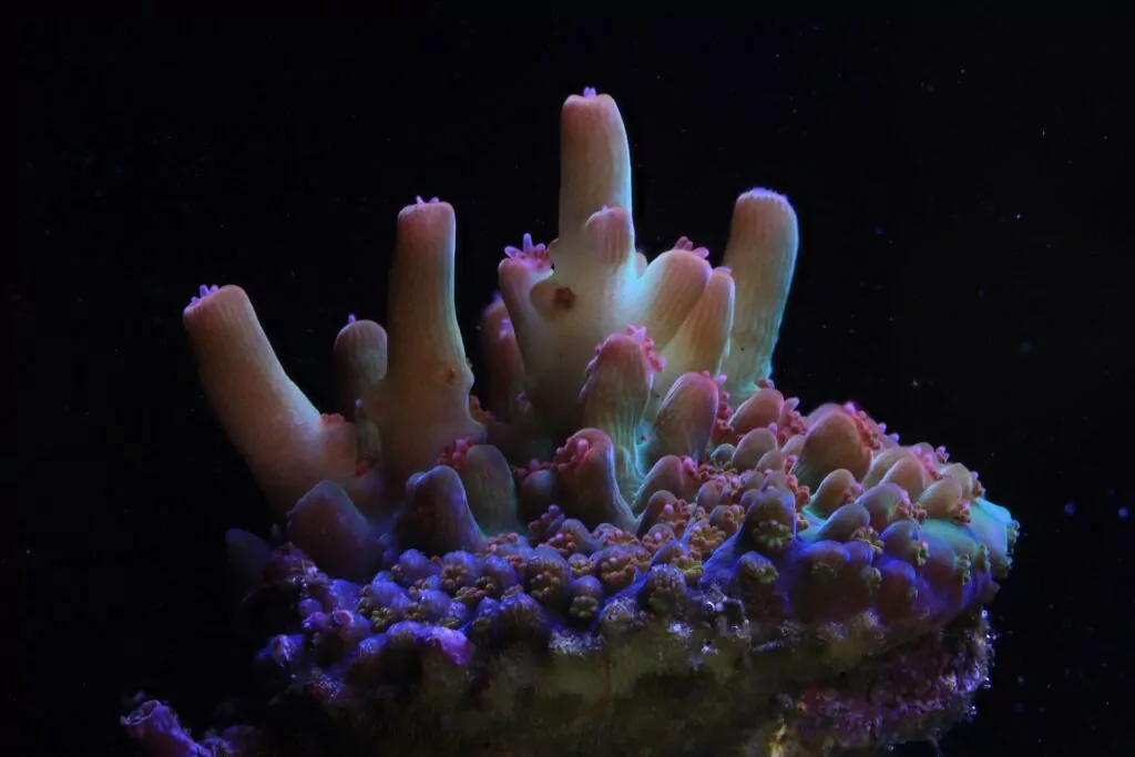 Le immagini di Canon supportano il laboratorio 5 di allevamento dei coralli delle Seychelles Stack di immagini Canon 5DMKIII MPE65mm @x1, f/8, 1/160, ISO 640 (Canon / Coral Spawning Lab)