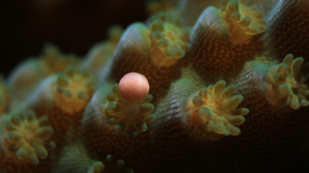 Le immagini di Canon supportano il laboratorio 6 di allevamento dei coralli delle Seychelles Canon 5DMKIII MPE65mm @x5, f/7.1, 1/30, ISO 1000 (Canon / Coral Spawning Lab)