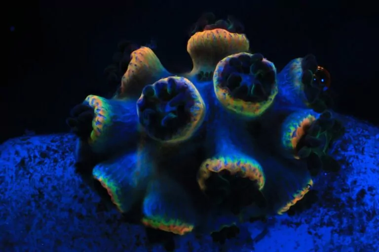 Canon 5DMKIII MPE65mm @x4 Bildstapel, f/3.5, 1/125, ISO 1000 (Canon / Coral Spawning Lab)
