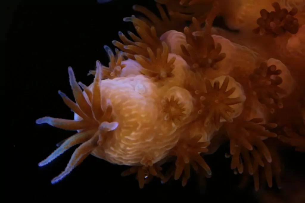 Le immagini di Canon supportano il laboratorio 7 di allevamento dei coralli delle Seychelles Stack di immagini Canon 5DMKIII MPE65mm @x4, f/6.3, 1/100, ISO 1600 (Canon / Coral Spawning Lab)