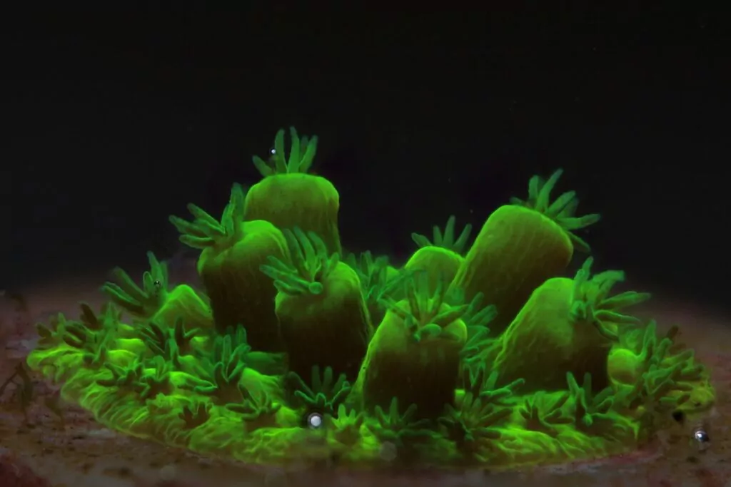 Le immagini di Canon supportano il laboratorio 8 di allevamento dei coralli delle Seychelles Stack di immagini Canon 5DMKIII MPE65mm @x3, f/3.5, 1/80, ISO 800 (Canon / Coral Spawning Lab)