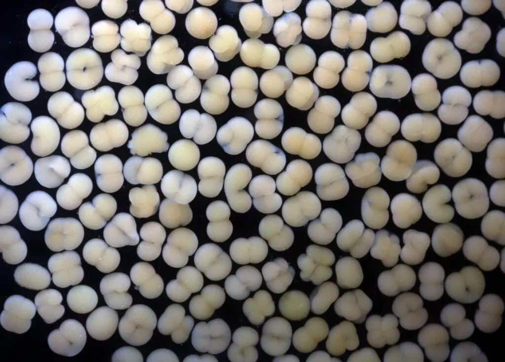 Le immagini di Canon supportano il laboratorio 9 di allevamento dei coralli delle Seychelles Canon 5DMKIII MPE65mm @x5, f/8, 1/160, ISO 640 (Canon / Coral Spawning Lab)