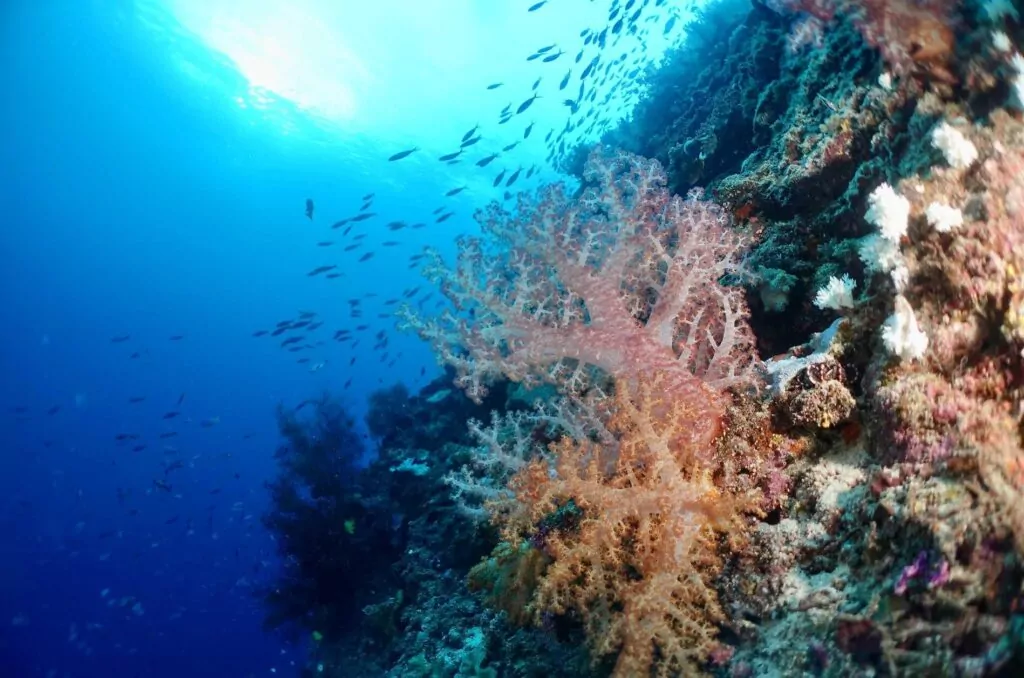 Задължен да се гмурка на островите Виту 49 DSC06813.Dendronephthya sp. Мек корал Barneys ReefJPG