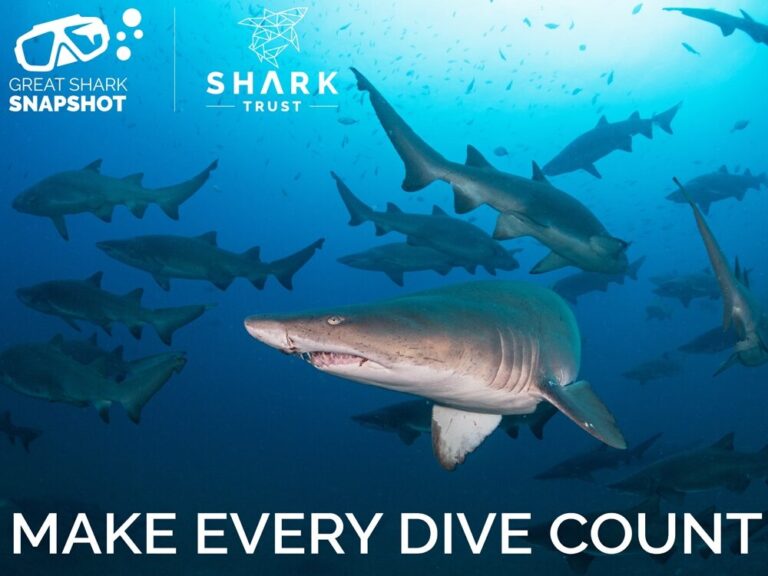 Shark Trust-Banner „Hai-Woche“