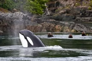 Косатките са пълни с изненади (Orca Research Trust)