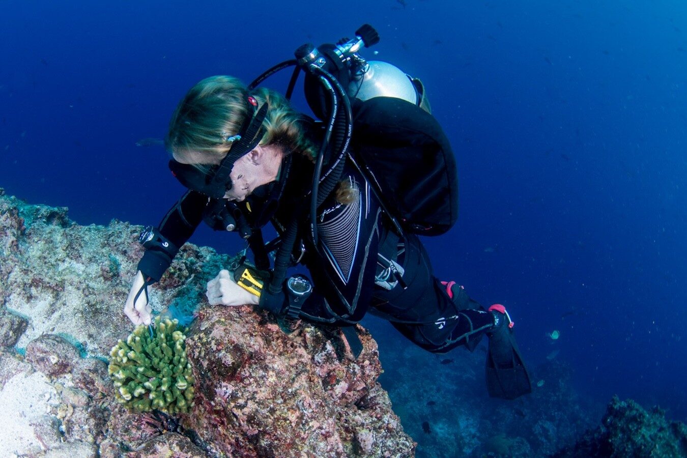 I subacquei trovano coralli "estinti" vivi e vegeti alle Galapagos