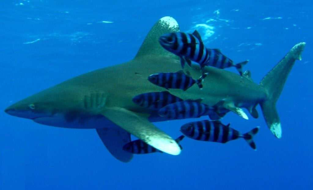 Oceanic whitetip shark (Johan Lantz)