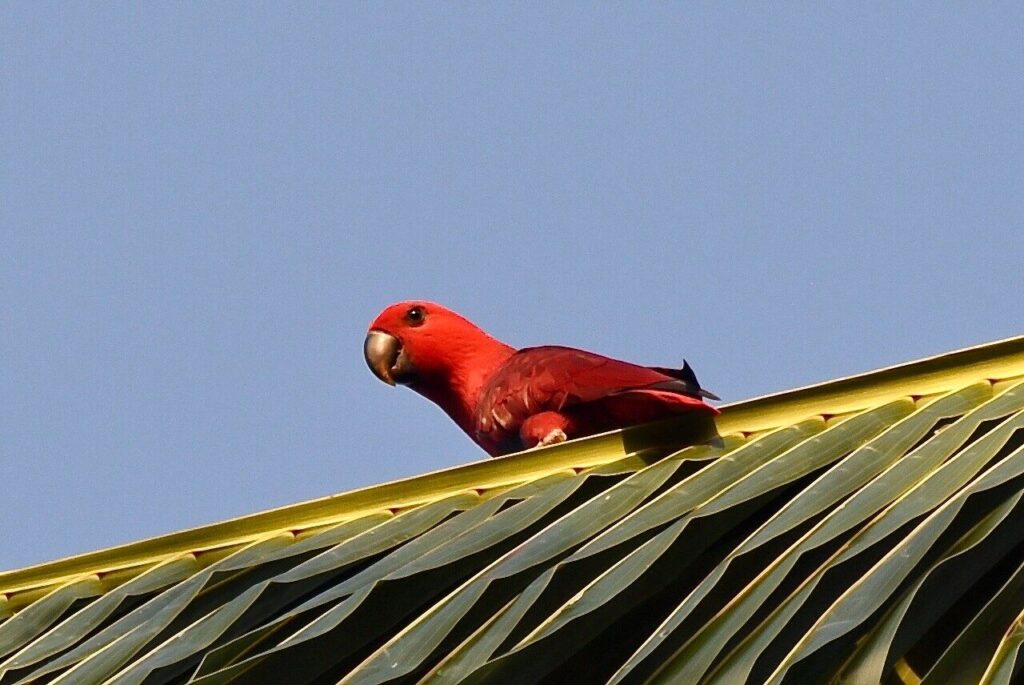 Задължен да се гмурка на островите Виту 65 Женски папагал Eclectus в гората на планината Гарбуна