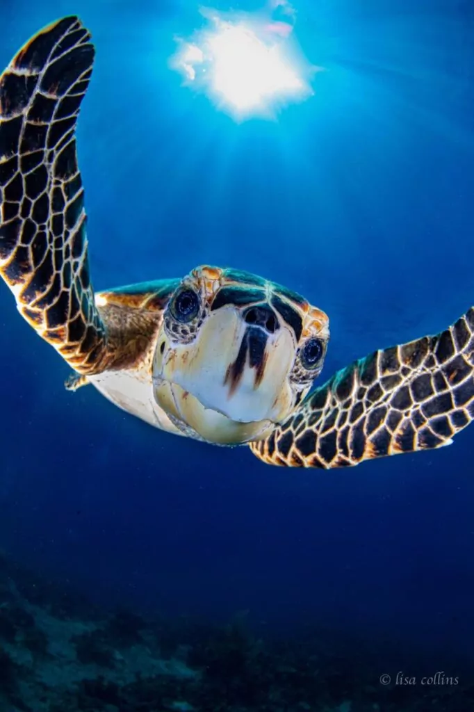 Endnu en dag i livet som ung-hun fotoinstruktør 6 Caymanøerne har mange skildpadder