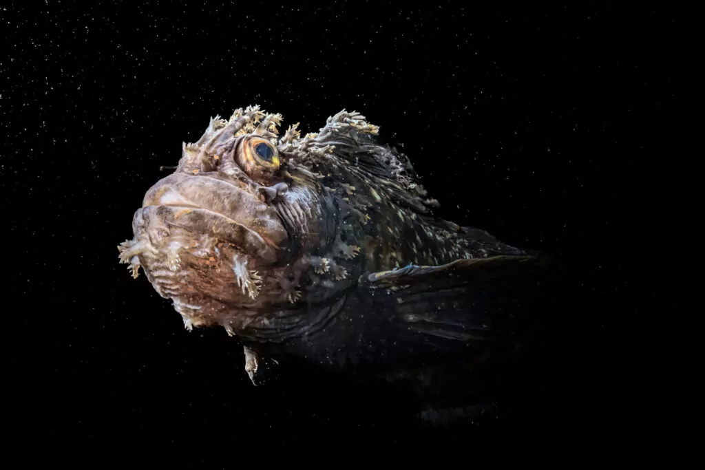 Smutne oko świeci w kompozycji fotograficznej UN WOD 3 (Andrey Nosik / www.unworldoceansday.org)