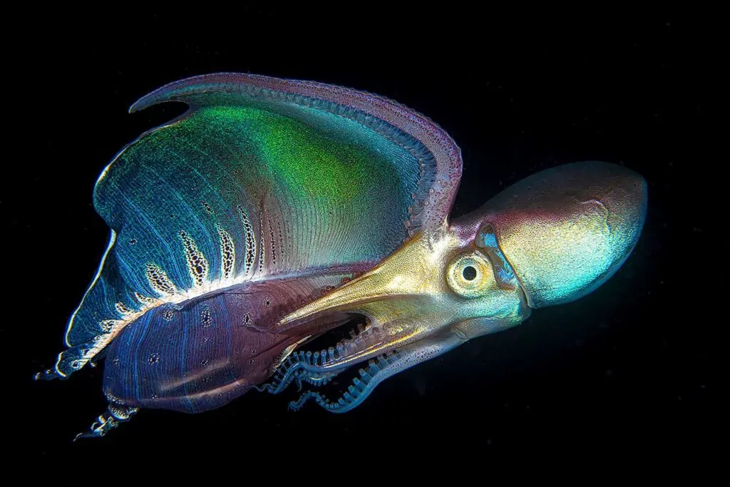Smutne oko świeci w kompozycji fotograficznej UN WOD 4 (Giacomo Marchione / www.unworldoceansday.org)