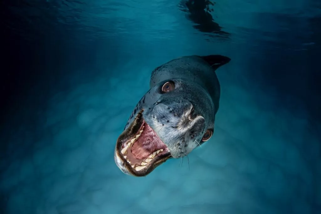 Smutne oko świeci w kompozycji fotograficznej UN WOD 5 (Lars von Ritter Zahony / www.unworldoceansday.org)