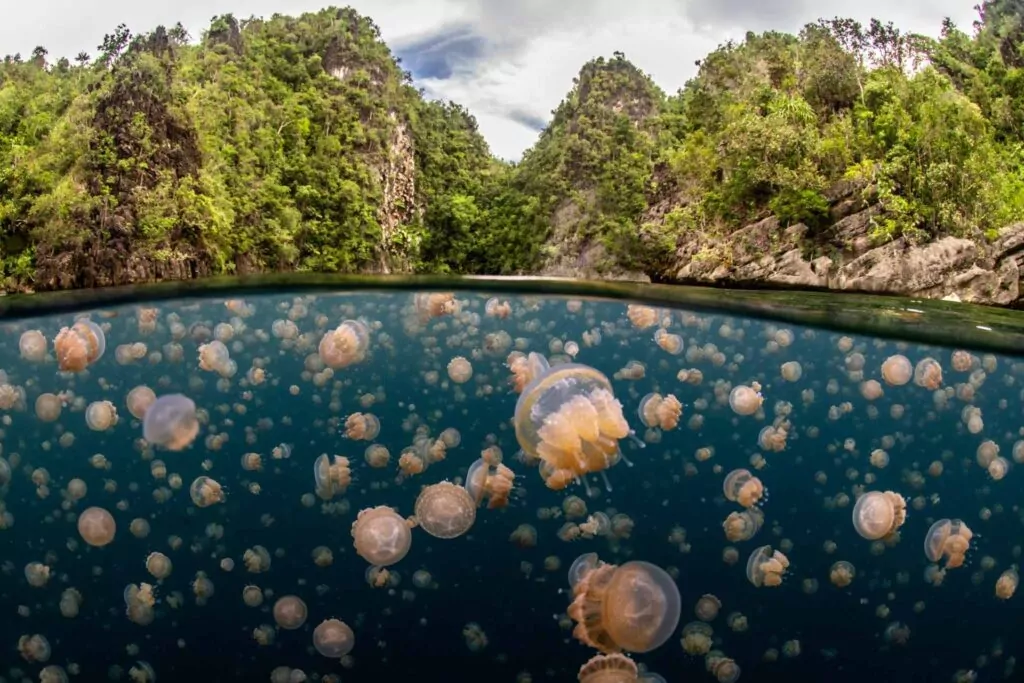 Smutne oko świeci w kompozycji fotograficznej UN WOD 6 (Dani Escayola / www.unworldoceansday.org)