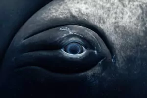 (Rachel Moore / www.unworldoceansday.org)