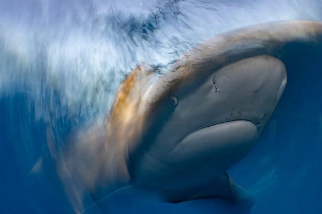 Smutne oko świeci w kompozycji fotograficznej UN WOD 2 (Steven Lopez / www.unworldoceansday.org)
