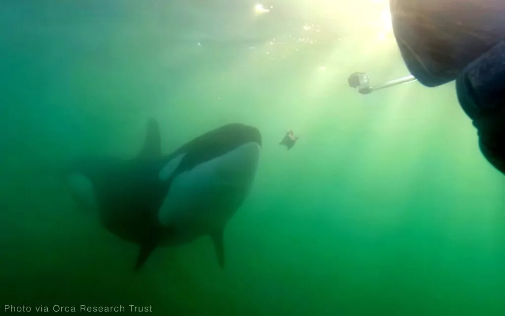Orcile invită oamenii la prânz și împart masaje. O orcă din Noua Zeelandă oferă unui scafandru o bucată de ficat de pisică de mare (Orca Research Trust)