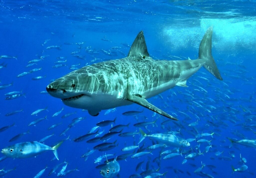 Great white shark in Guadalupe (Pterantula)