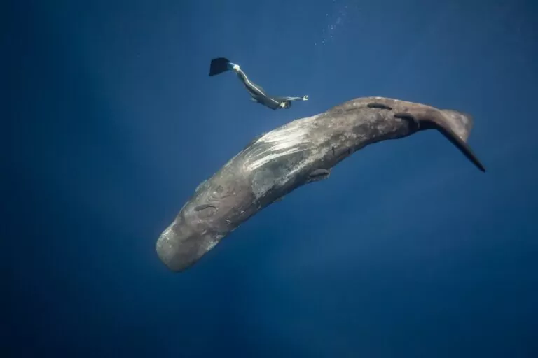 Ocean Film Festival 2025 (Алекс Войер)