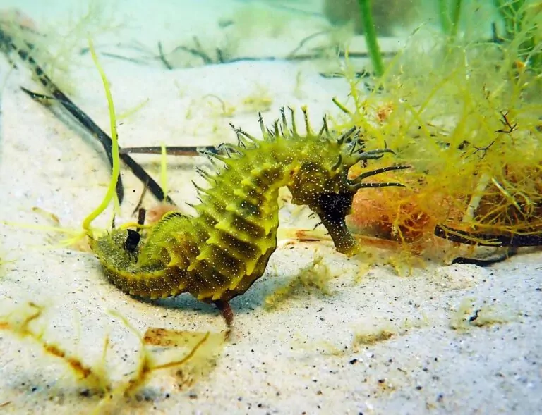I cavallucci marini stanno diventando uno spettacolo più familiare in Inghilterra grazie a una migliore protezione (Neil Garrick-Maidment / Seahorse Trust)