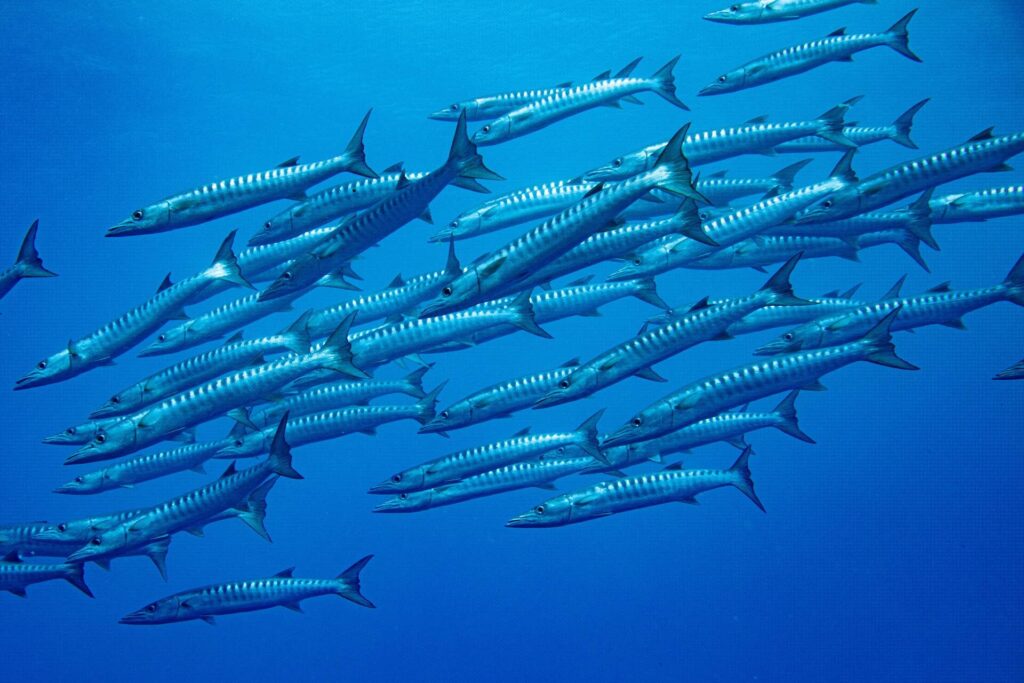 Satelity/umělá inteligence umístily „chráněné“ oblasti do MPA 4 Barakuda na atolu Bikar na Marshallových ostrovech (Enric Sala, National Geographic Pristine Seas)