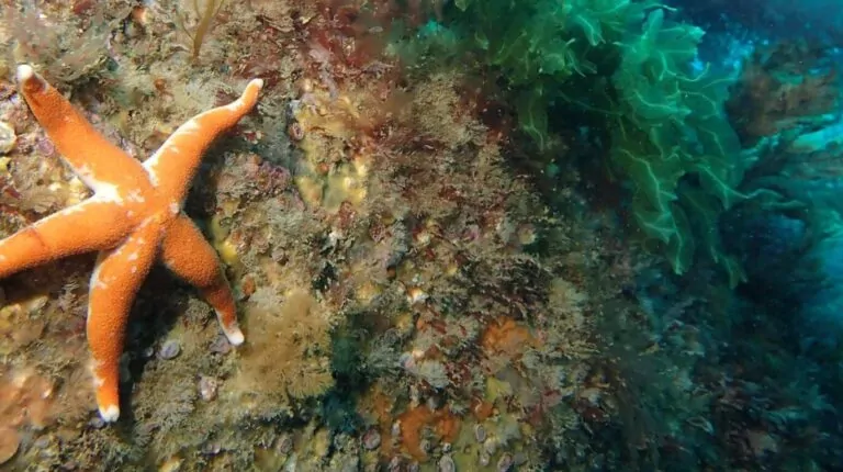 Bloody Henry seastar malapit sa Trevose Head, Cornwall (Matt Slater)