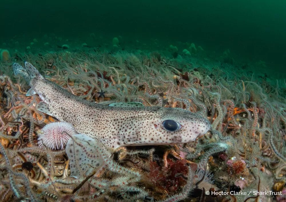 Фотограф года, снимающий акул: победители 1 (Гектор Кларк / Shark Trust)