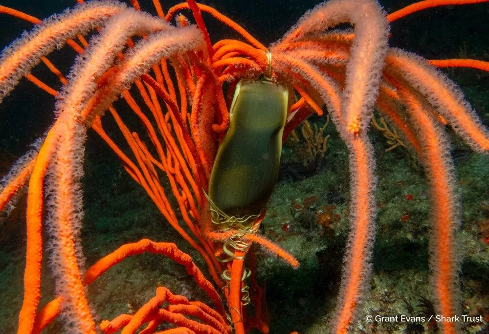 Фотограф года, снимающий акул: победители 6 (© Грант Эванс / Shark Trust)