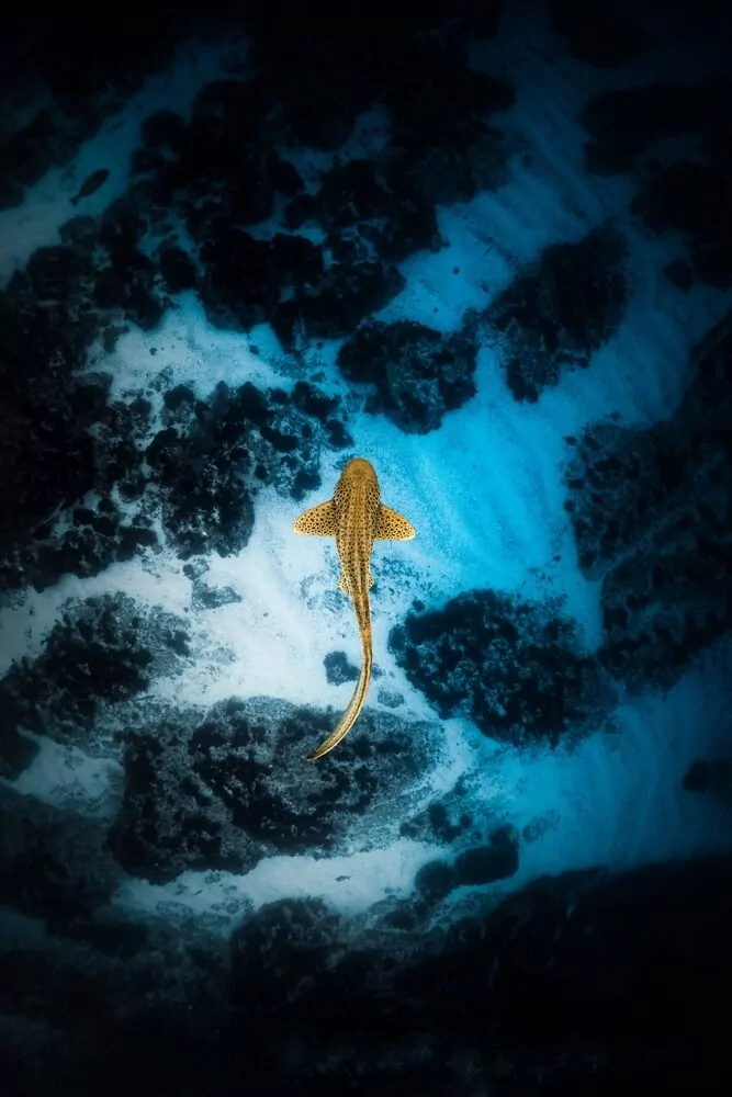 Fotografía ganadora: Tiburón leopardo visto desde arriba (© Julian Hebenstreit / Shark Trust)