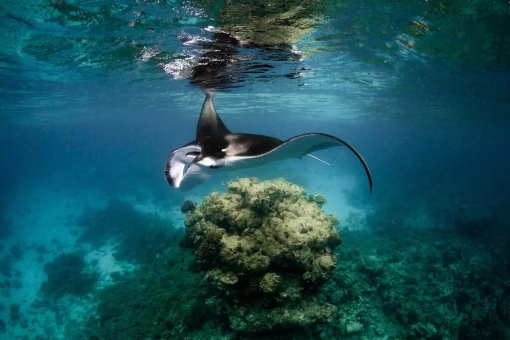 Divers, get behind saving the mantas! 4 Manta ray in the Maldives (Jasmine Corbett)