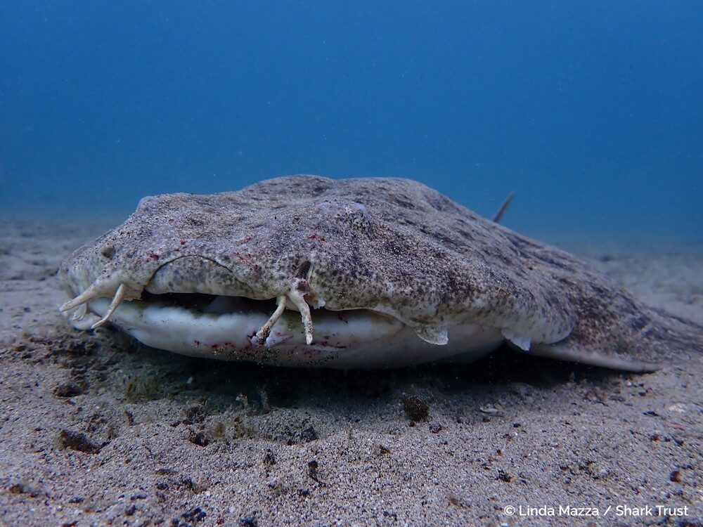 Фотограф года, снимающий акул: победители 5 (© Линда Мацца / Shark Trust)