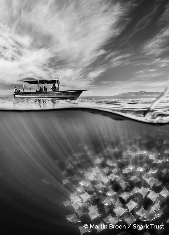 Фотограф года, снимающий акул: победители 2 (© Мартин Броен / Shark Trust)