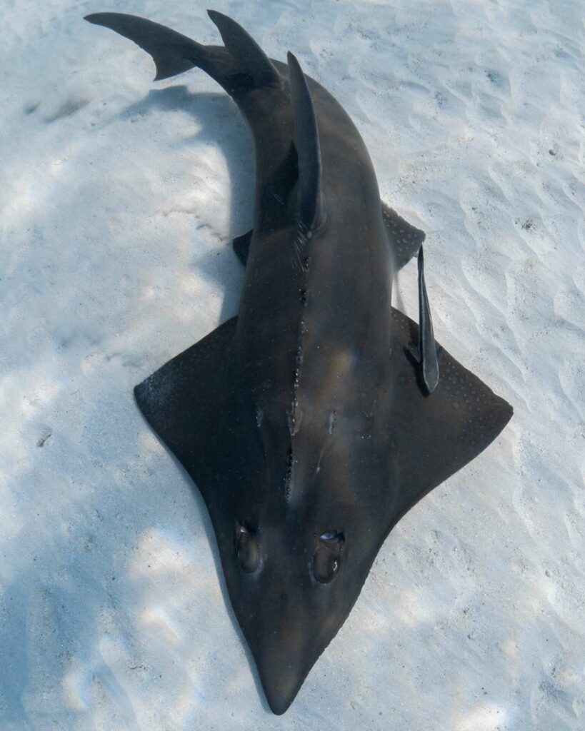 Giant guitarfish (Ocean Image Bank © Jake Wilton)