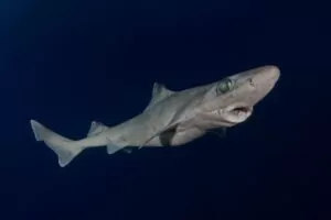 Ο καρχαρίας μαυροπτέρυγος, που βρέθηκε σε βαθιά νερά, αναζητήθηκε για το ηπατικό του έλαιο (© Andy Murch)
